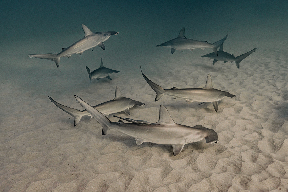 Fever of Scalloped Hammerhead Sharks