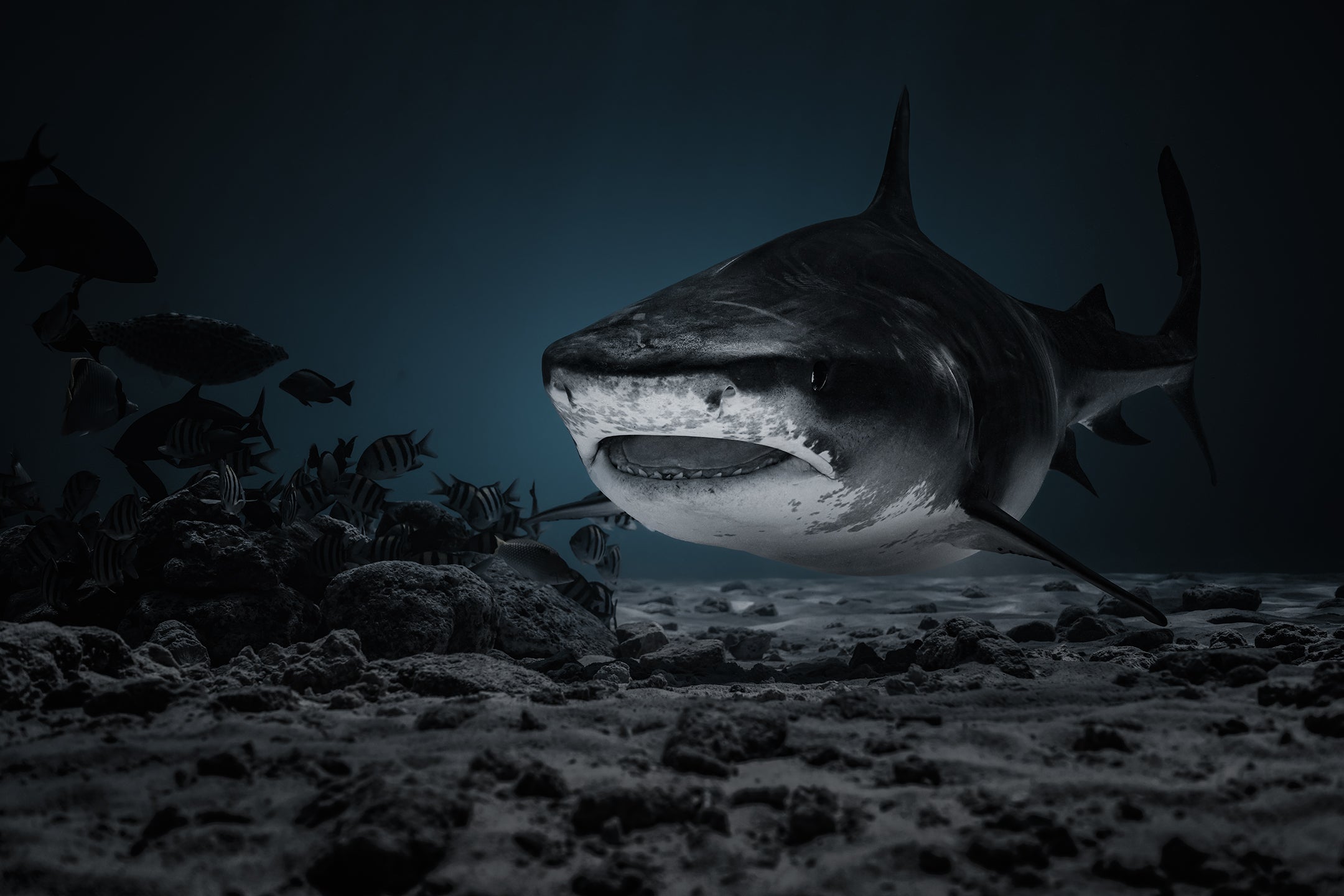   Tiger shark searching for prey.