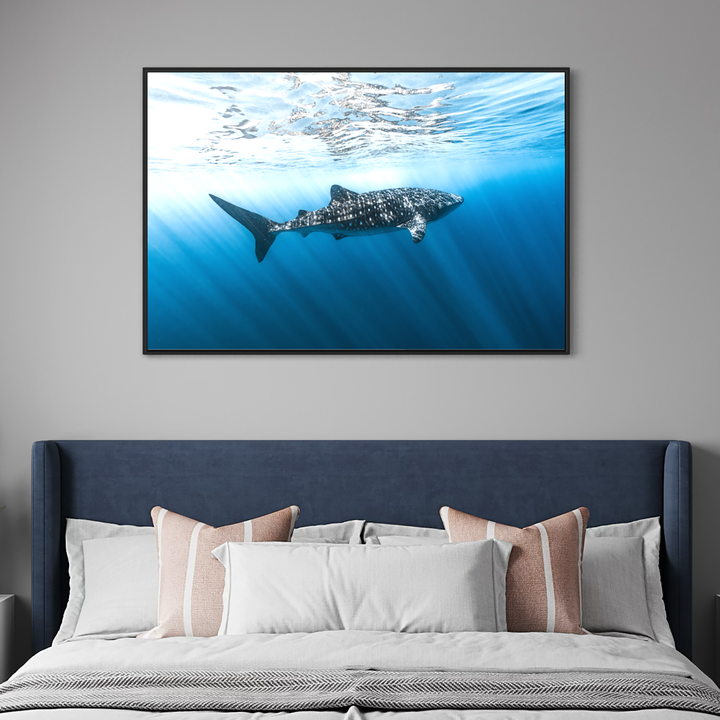 Spotted Nomad of the Sea