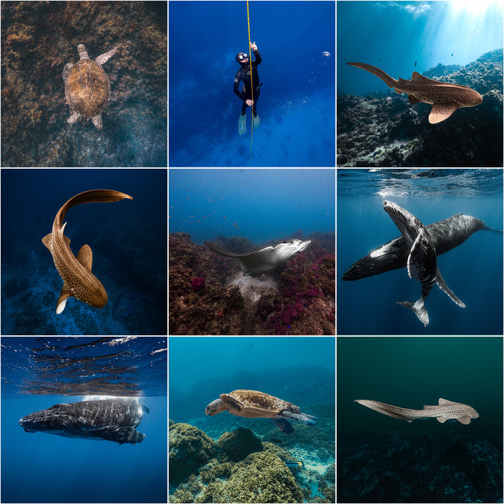 SN | Ocean Essentials Adaptive Ai Lightroom Preset Pack