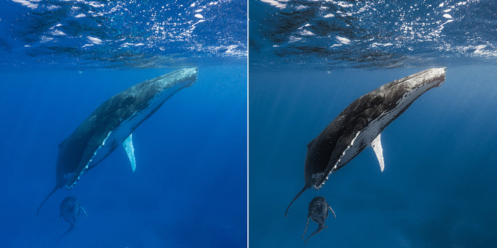 SN | Ocean Essentials Adaptive Ai Lightroom Preset Pack