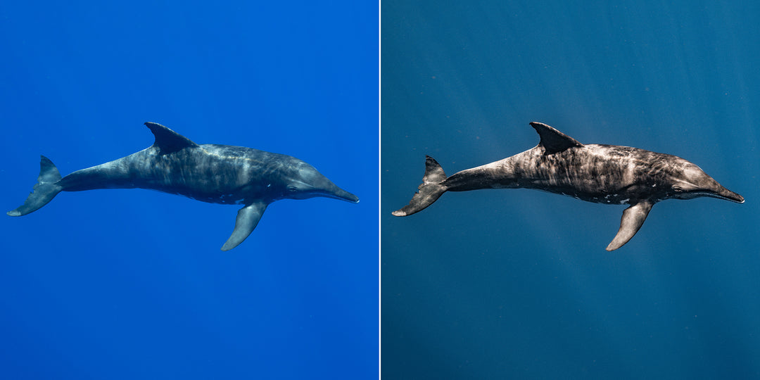 SN | Ocean Essentials Adaptive Ai Lightroom Preset Pack