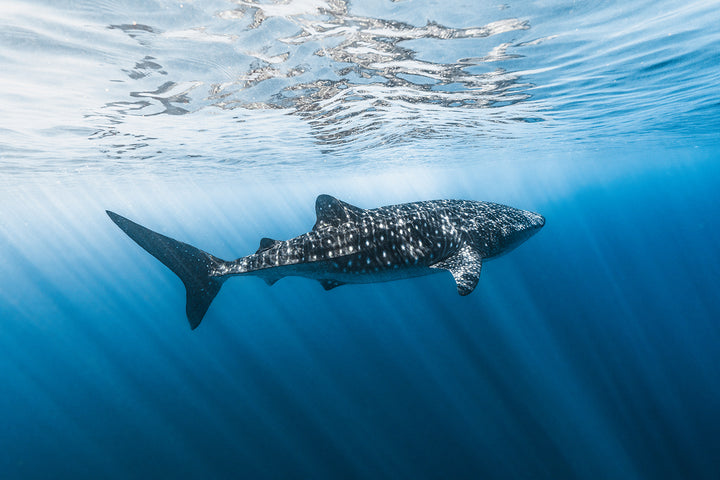 Spotted Nomad of the Sea