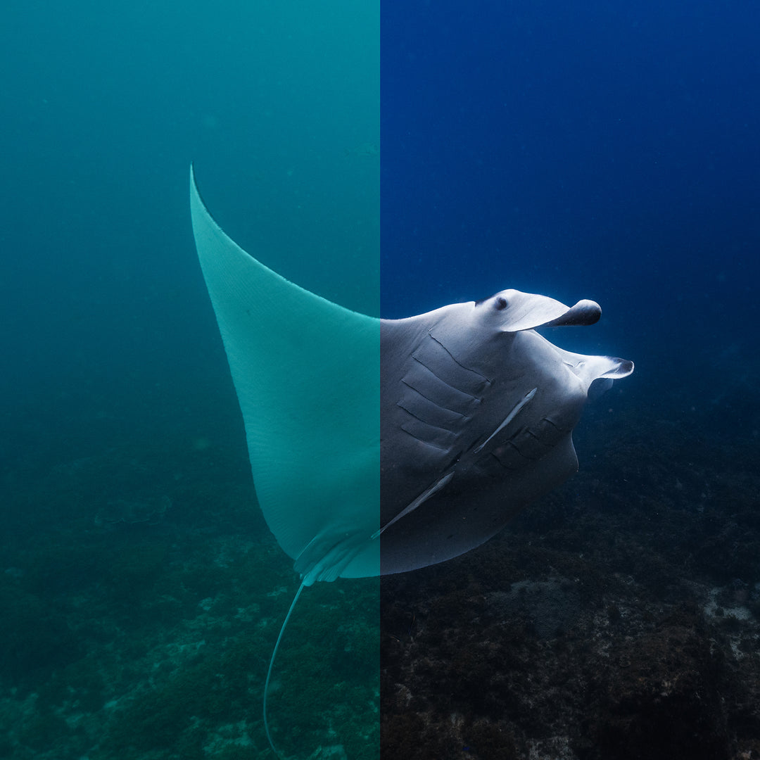 SN | The Ultimate Underwater Lightroom Photo Editing Bundle