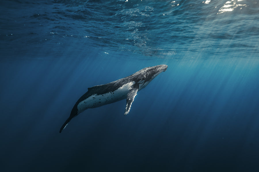 Humpback whale ascents 