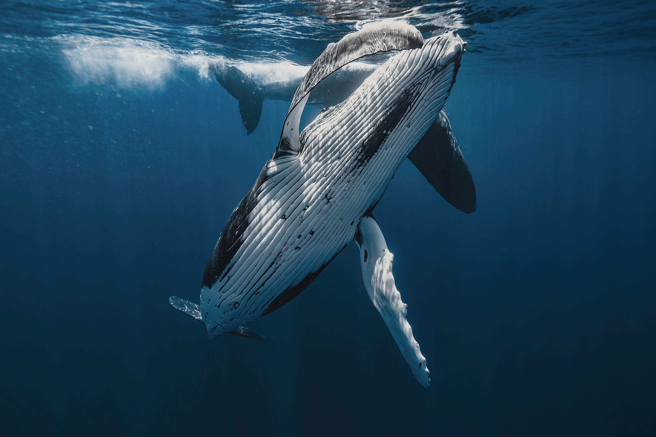 Swimming with humpback whales in Mo'orea