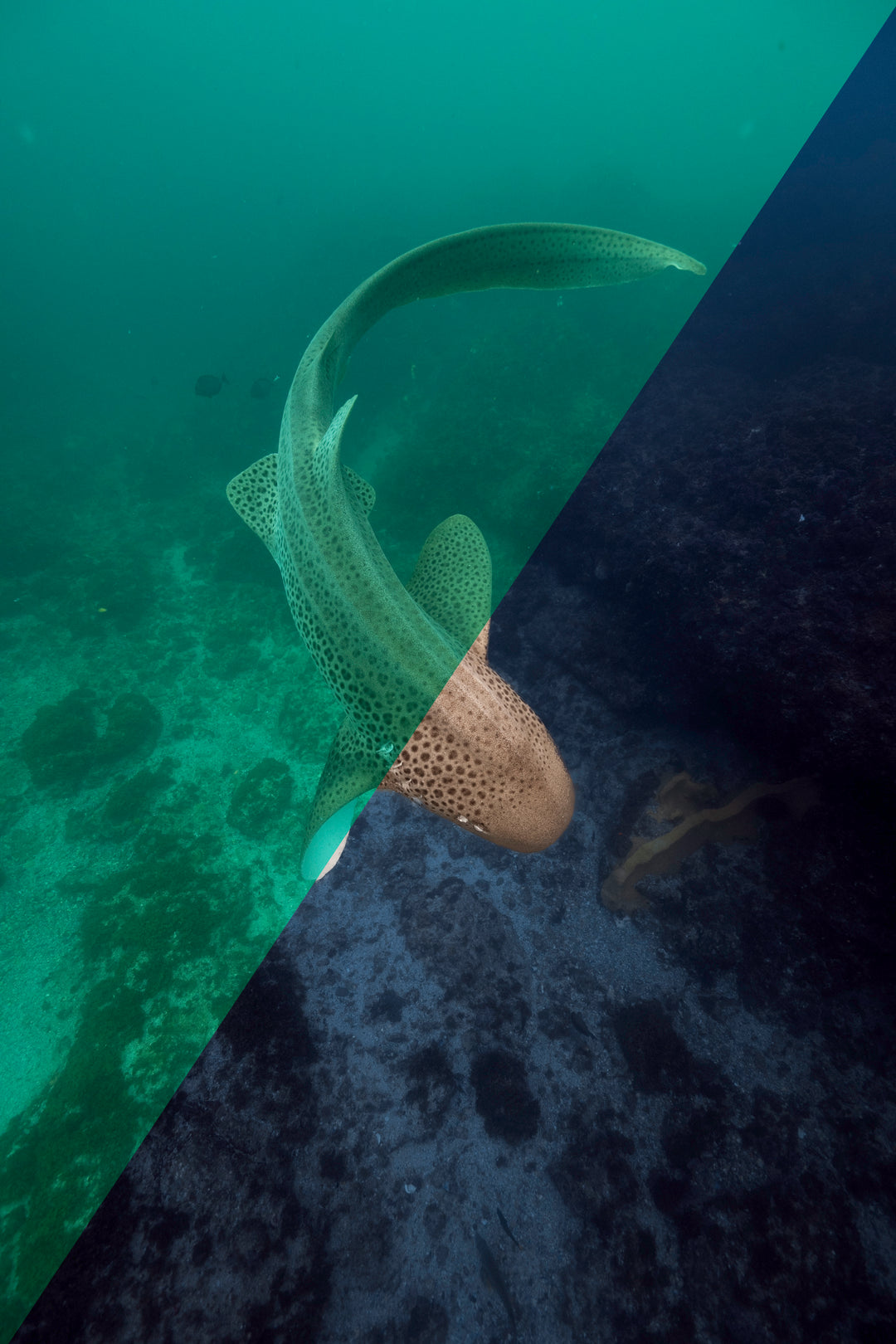 SN | The Ultimate Underwater Lightroom Photo Editing Bundle