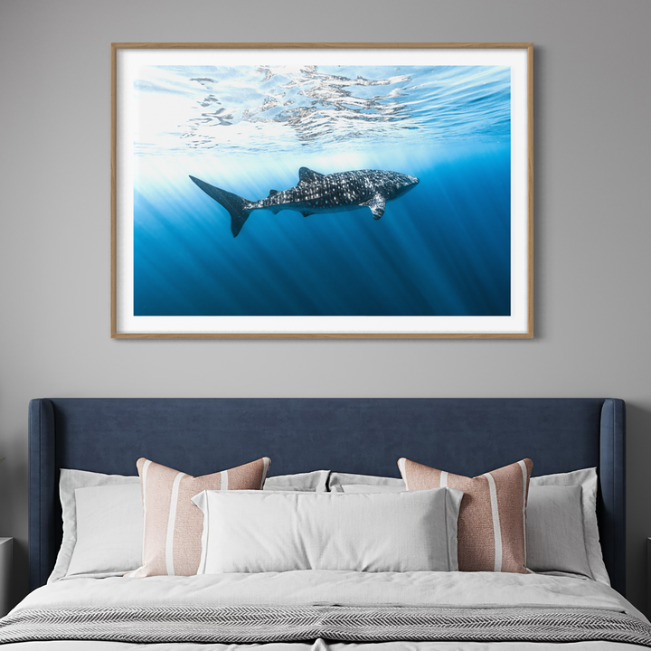 Spotted Nomad of the Sea